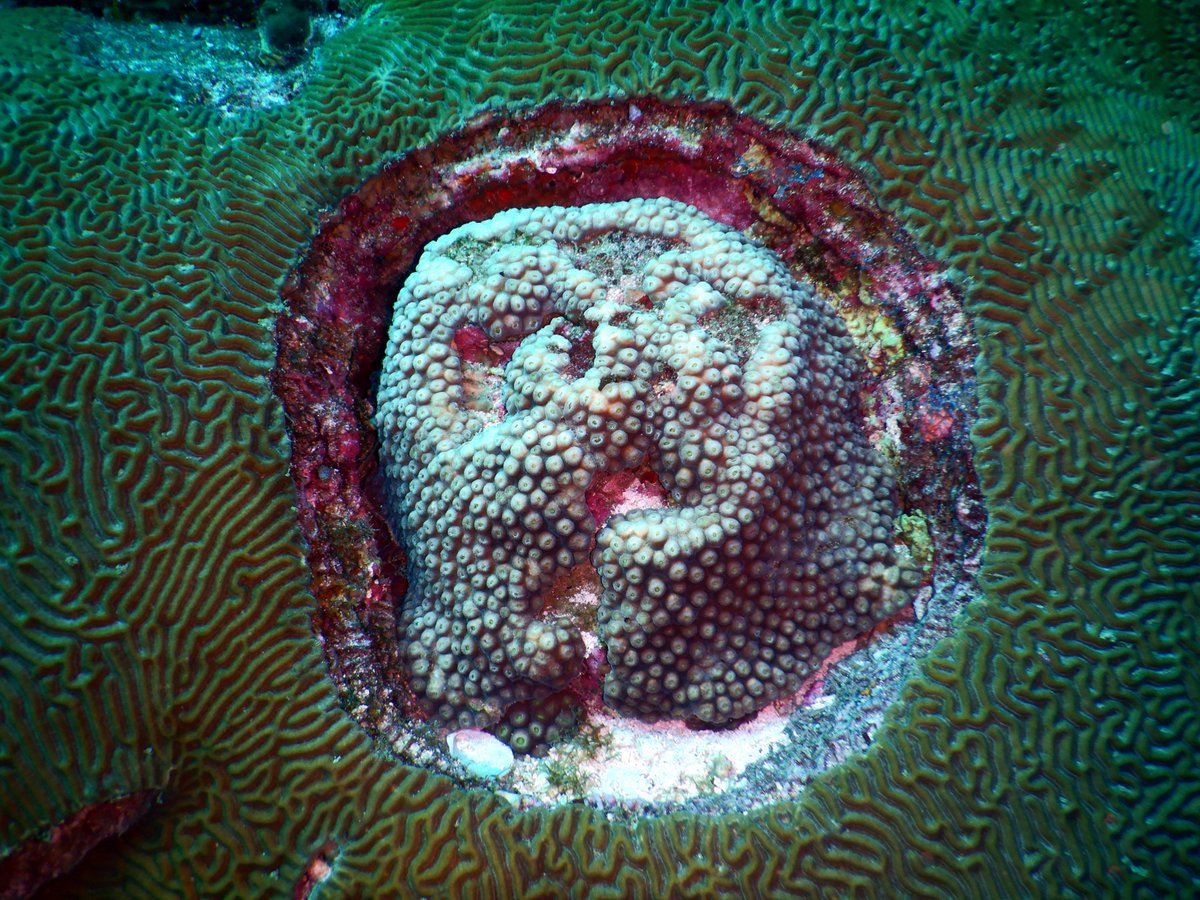 #WhatsThatWednesday Which came first, the star coral in the middle or the brain coral around it? Just another example of how corals take advantage of whatever space they can find to settle on and grow. #HoleInTheMiddle #Coral