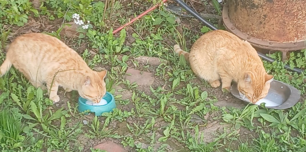 Два моих рыжих 'воспитаника' пришли снова ко мне 😹