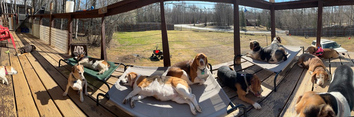 I’m still on vacation. My sitter sent this pano. #beagle #beaglefacts #alaskabeagleranch