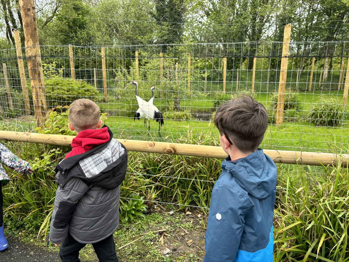 A busy day at @WWTLlanelli today for Year 3 learning all about the local birds - and flamingos!