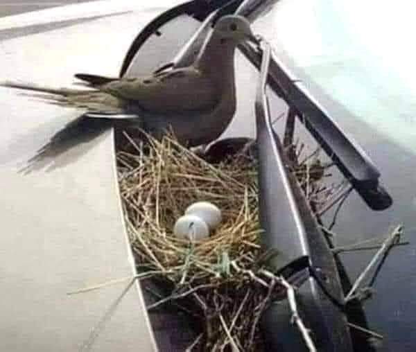 Il proprietario di questa macchina viene dalla Danimarca. Non ha messo in moto la sua macchina per un mese finché questa colomba non ha schiuso le sue uova. Lui ha detto: 'Finché lei abbia scelto la mia auto per costruire il suo nido, io mi abbinerò al suo spirito. '