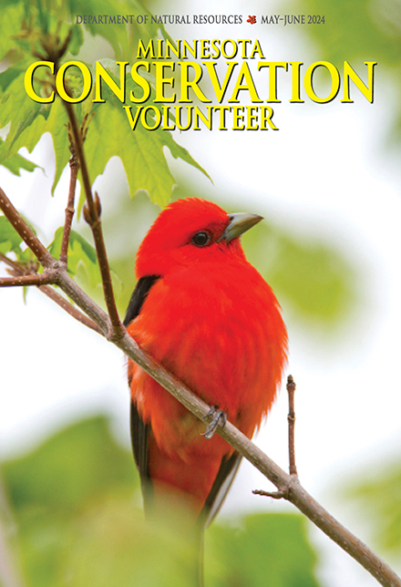 The May-June issue of @MCVmag is here! Subscribe to get a copy delivered to your mailbox or, go to mndnr.gov/magazine to read some of the feature articles like 'Flashes of Brilliance.' These colorful songbirds are bright spots on the Minnesota landscape.