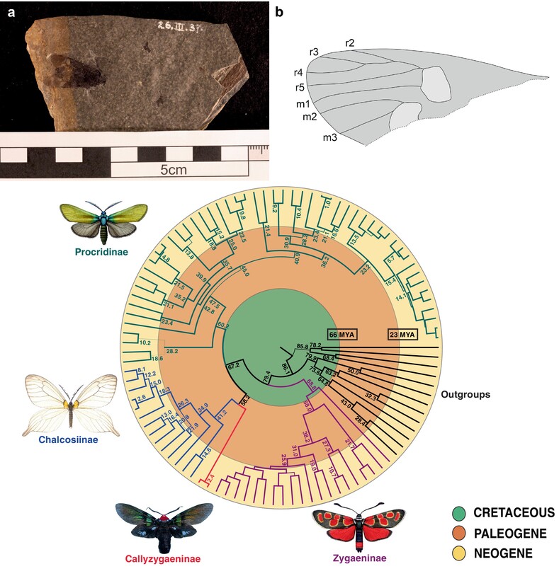 First comprehensive higher level #phylogeny of #Zygaenidae (Lepidoptera) including estimated ages of the major lineages and a review of known zygaenid #fossils: doi.org/10.1111/syen.1… #OpenAccess #Phylogenetics #Palaeoentomology