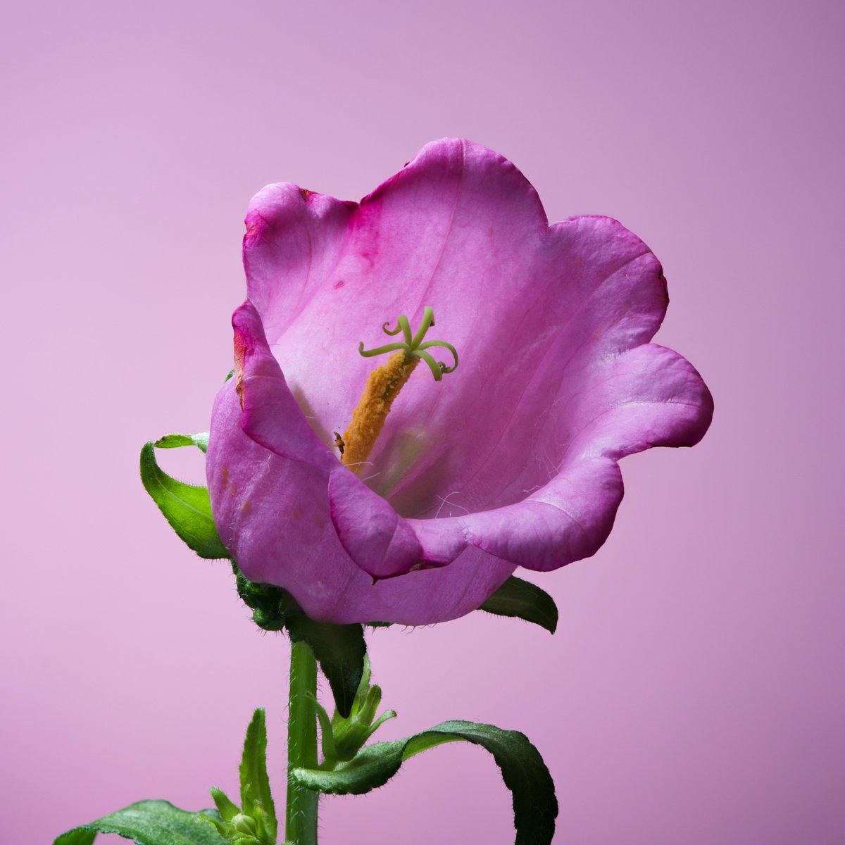 Flower photo of the day. Campanula.

#macro_globe #bloemenfotografie #raw_macro #macro_world #flowersandmacro #macroexperience #macroandflora #macroviewpoint  #raw_flowers #snap_flowers