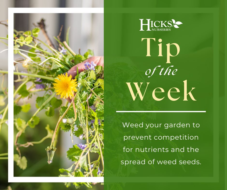 It's time to start weeding! 🌿 ✂️
#hicksnurseries #tipoftheweek