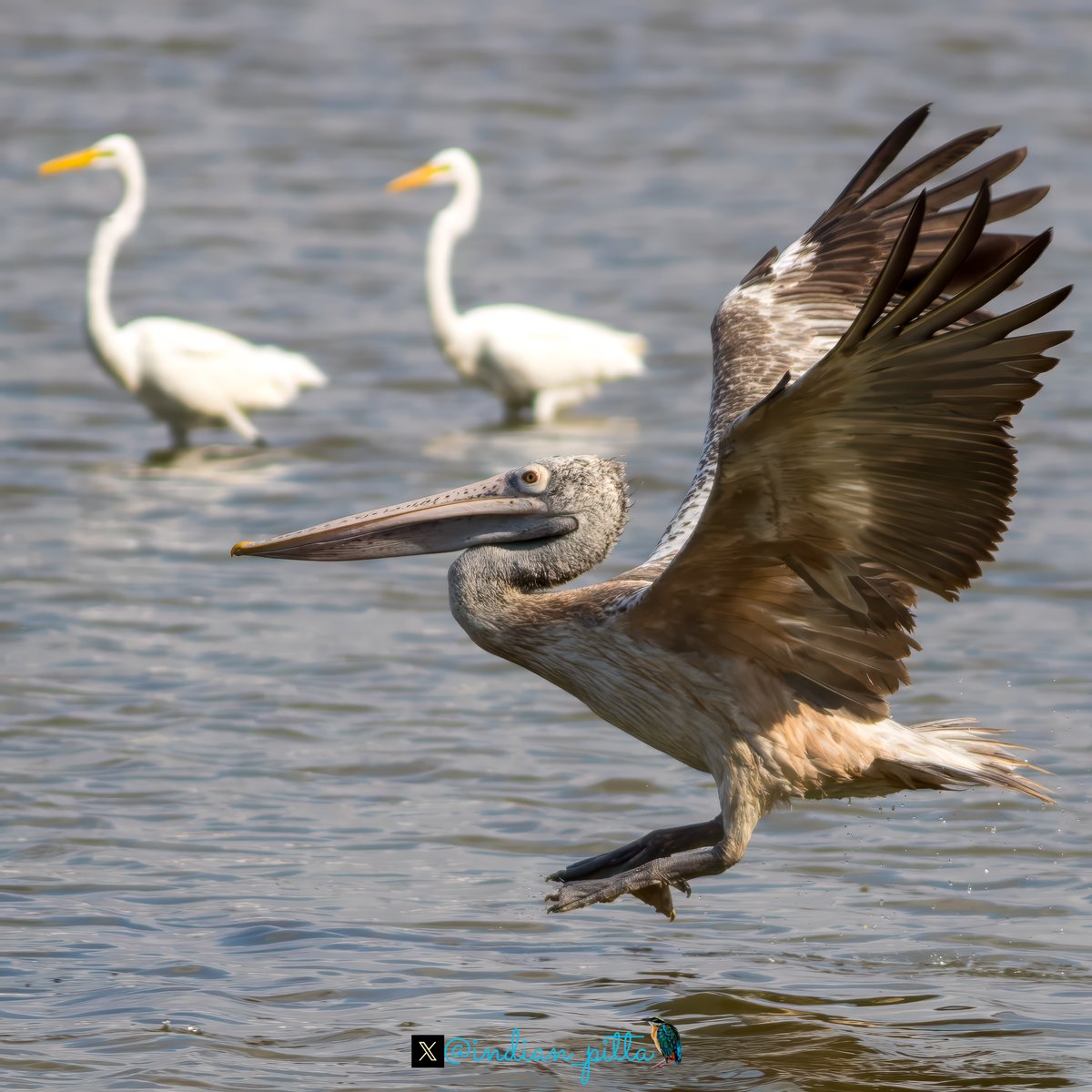 Show some of your best landing shots Here is Spot-billed pelican with landing gears on.