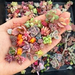 Check this out peeps. Succulent seeds! Arent they the cutest!