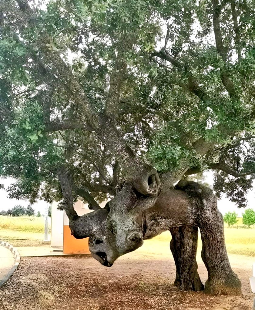 This tree's got back. #thicktrunktuesday