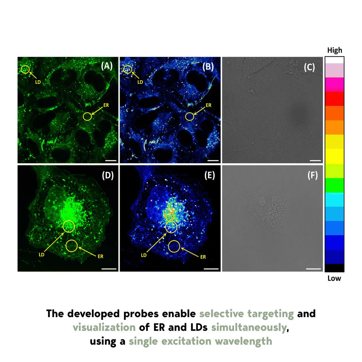 #IITGNResearchCapsule: Conditions like #obesity and #diabetes are connected to #cellular processes, apart from being influenced by our #dietary habits or #exercise routines. These cellular processes are impacted by the interaction between two vital components within cells: