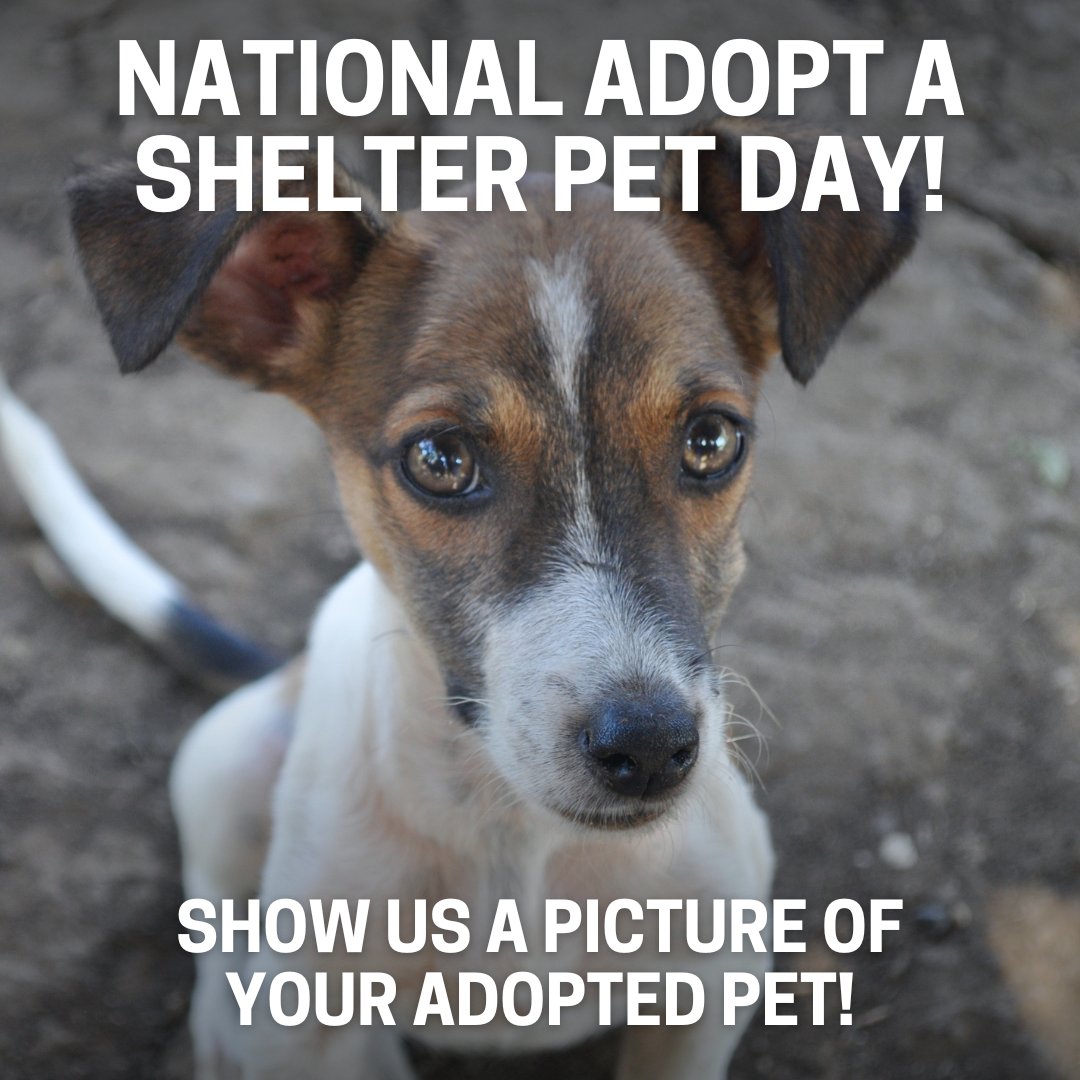 Let's see those adopted pets!