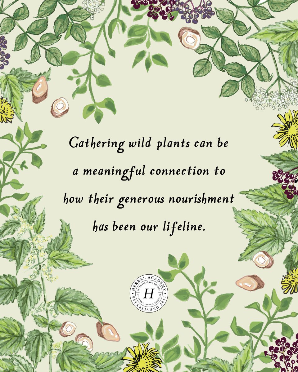 🌿 Relying on plants for survival is not just a historical chapter but an ongoing narrative”. Despite the seeming abundance in modern supermarkets, the act of foraging links us back to a deeper essence of ourselves, a wildness that persists within.