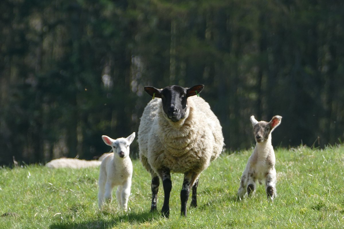 Thank you to a recent guest for sharing thiese lovely photos

#spring #Cringletie #Countryestate #scotlandstartshere