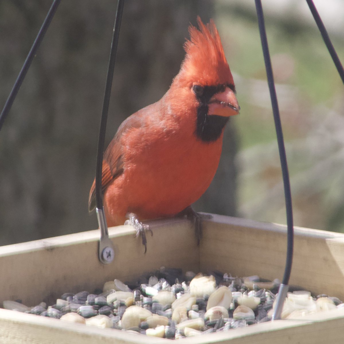 Mr cardinal has been visiting the platform feeder quite often lately