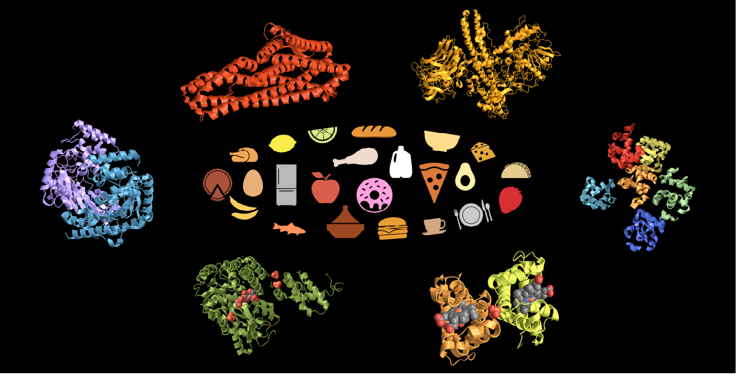 How do protein structures affect your favorite foods? From taste, to allergies, to presentation, proteins are responsible for what makes good food... good! blog.wolfram.com/2023/09/15/cre…