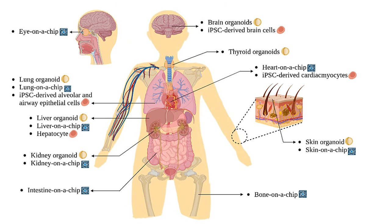 A nice overview of the many benefits to replacing animal testing and ways in which organoids, organs-on-chips, & iPSCs can speed up this transition and how they can be improved for preclinical research. By Park, et al.: link.springer.com/article/10.100…