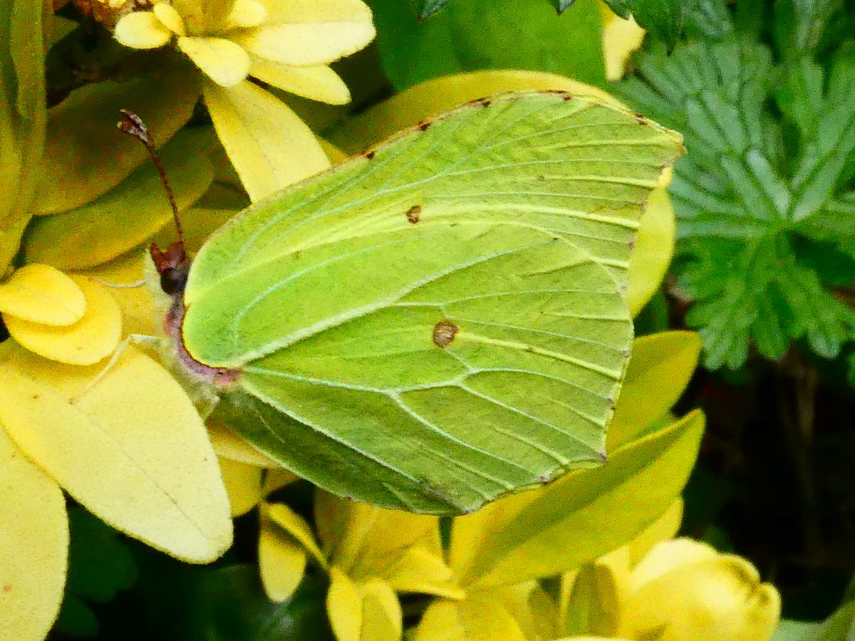 Male Brimstone in my garden today camouflaged well in its regular resting place on the choisya. @dave_b_james @BedsNthantsBC @savebutterflies