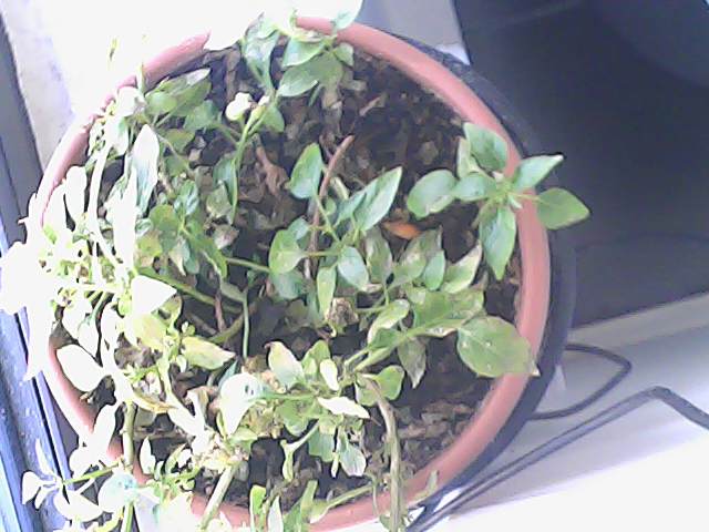 Just a plant, sipping on some sunshine and growing like a boss on this window ledge. #PlantPower #WindowViews By the way temperature is 14C