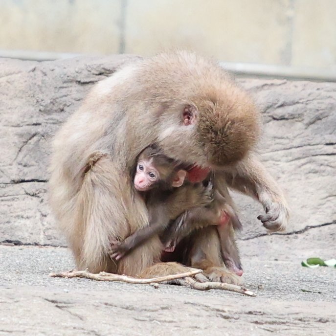 赤ちゃんのおちり😍
20240430 tue
#ズーラシア #zoorasia #よこはま動物園
#ニホンザル #ミロ #ミロベイベー #japanesemacaque #monkey