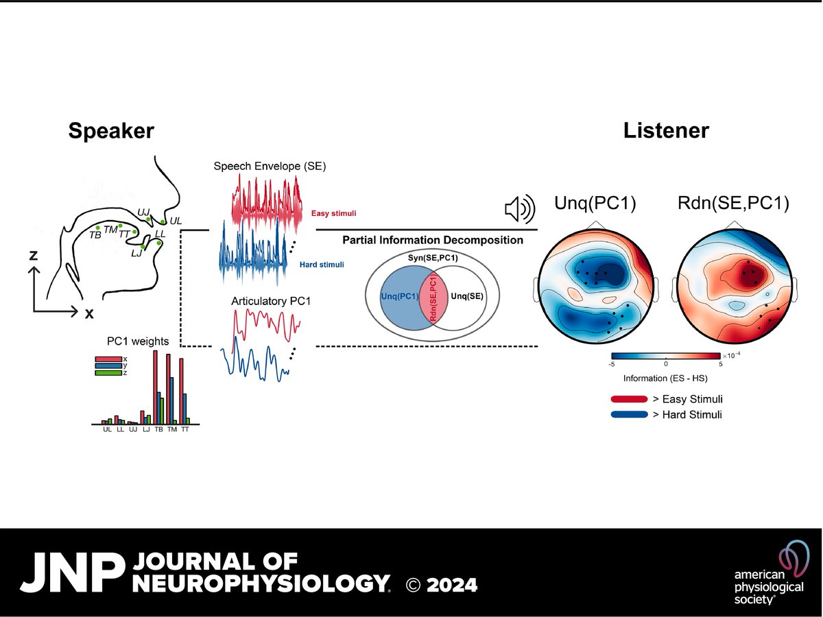 📃This @JNeurophysiol study by Alessandro Corsini (@Alessan86081796) et al. explores the relationship between articulatory reconstruction & task difficulty ow.ly/2VNI50RiXJL #ArticulatorySynergies #EEG #MutualInformation #PartialInformationDecomposition #SpeechEntrainment