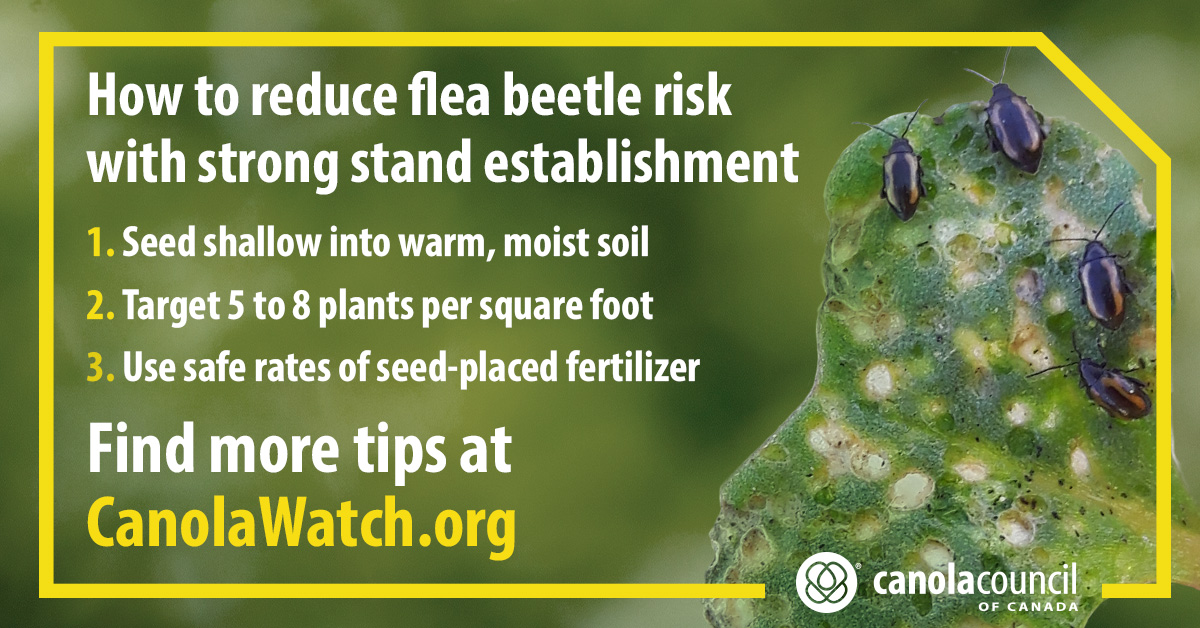 Canola Council of Canada (@canolacouncil) on Twitter photo Target 5-8 canola plants per sq. ft. - the high end of this range means more plants for a fixed number of flea beetles. That means fewer beetles per plant, helping to keep leaf area loss below the threshold of approaching 25%. <a href="/CanolaWatch/">CW Jay Whetter</a> has more tips: canolacouncil.org/canola-watch/f… Target 5-8 canola plants per sq. ft. - the high end of this range means more plants for a fixed number of flea beetles. That means fewer beetles per plant, helping to keep leaf area loss below the threshold of approaching 25%. <a href="/CanolaWatch/">CW Jay Whetter</a> has more tips: canolacouncil.org/canola-watch/f…