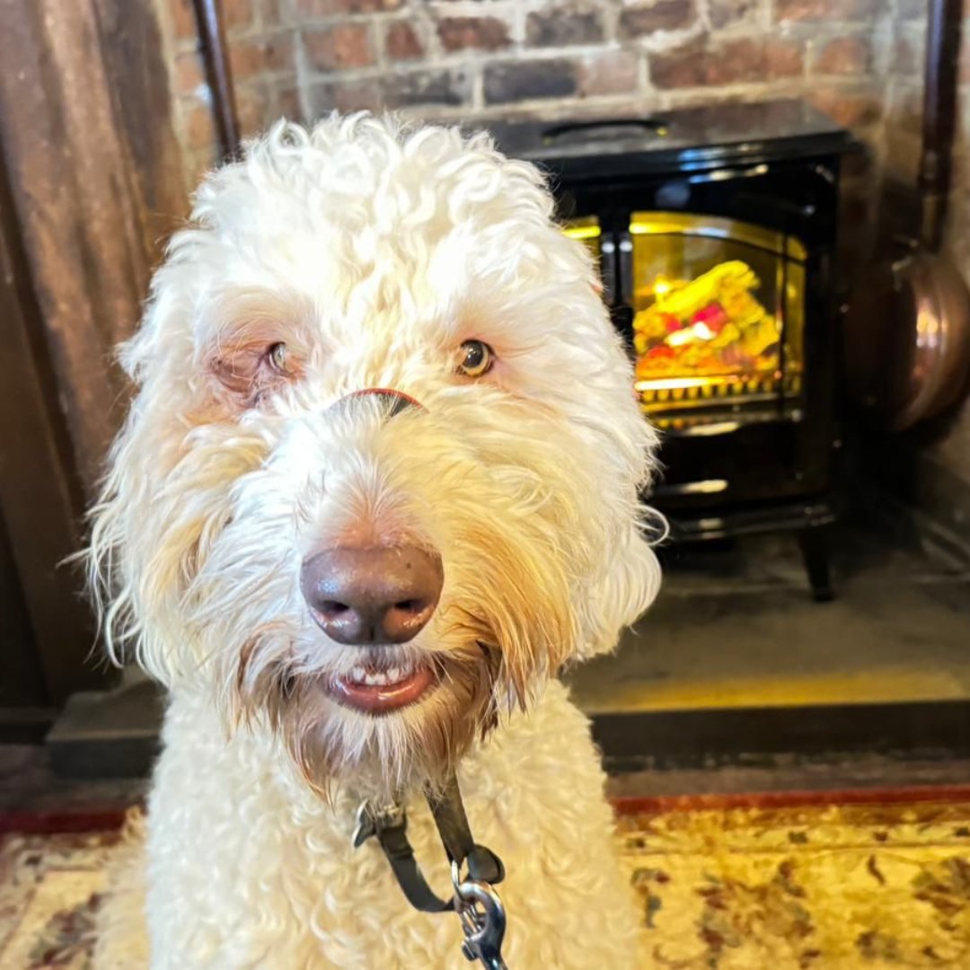 Did you know that we are dog-friendly? So the next time you are out on a dog walk and fancy a pint, pop in - all pups and wagging tails are welcome!

#DogFriendlyPubs #DogWalks #PintWithPups #DogLoversUnite #DogFriendlyBars #PawsAndPints #DogFriendlySocial #DogFriendlyHangout