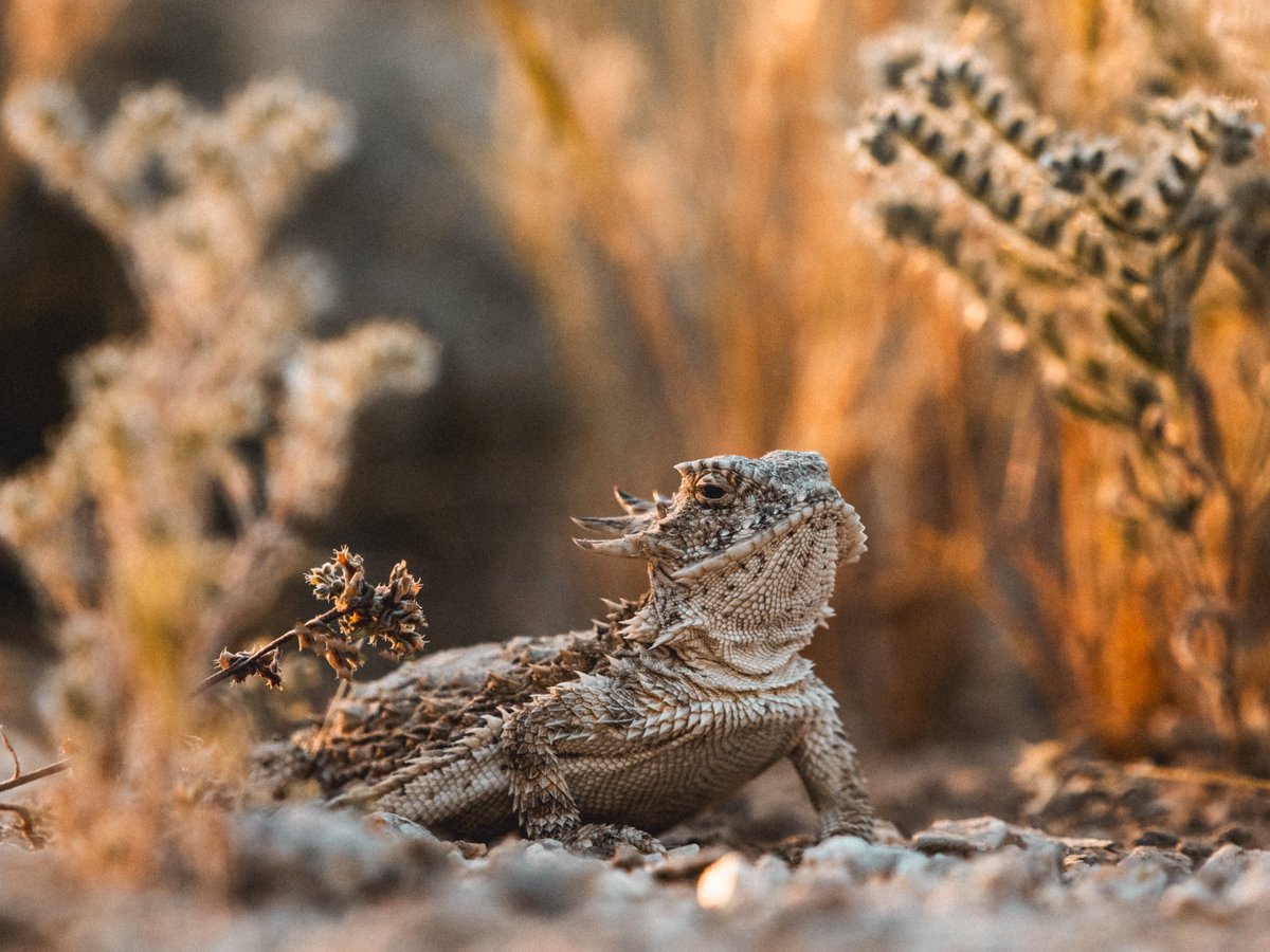 This Regal Horned Lizard serving as a friendly little reminder to watch your step when searching for birds in the desert. 

#NotABird

#tucson #arizona #sonorandesert #hornedfrog #hornytoad