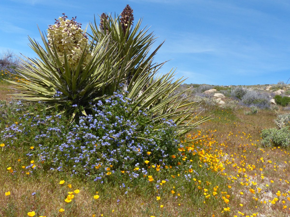 High desert - Mojave yucca, phacelia and CA poppies.