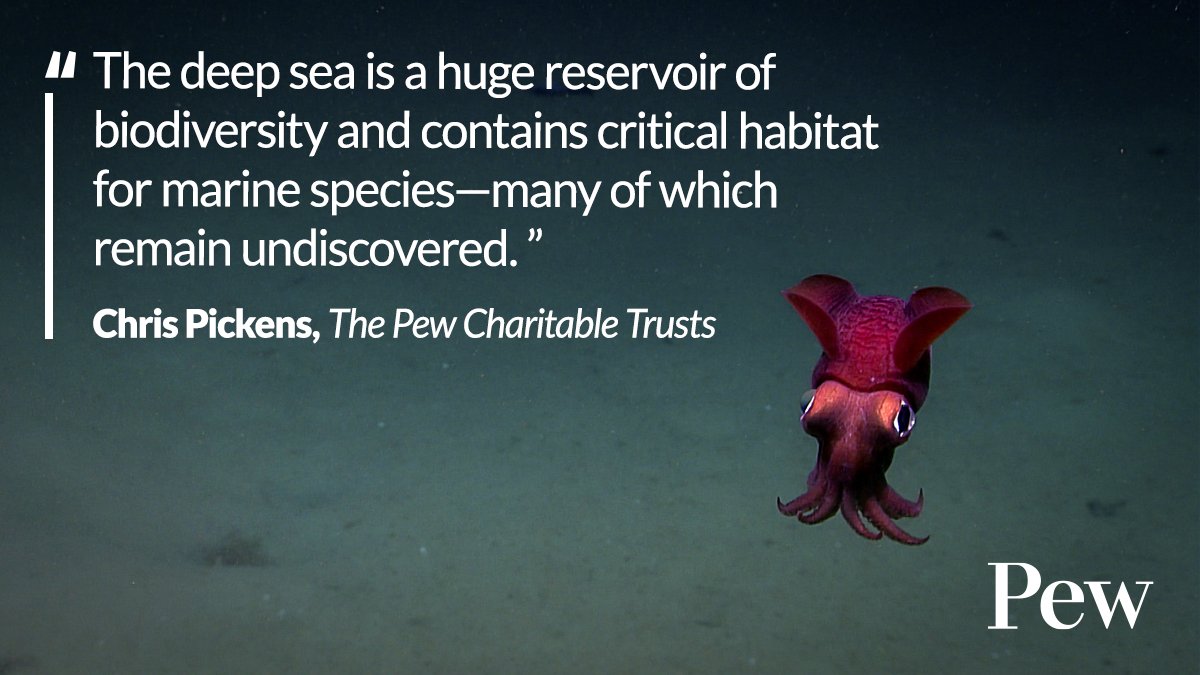 Up to 92% of creatures in the deep sea are unnamed—and thousands have yet to be discovered! #DeepSeaMining threatens to destroy these creatures. A new study uncovers dozens of outstanding issues in the rules intended to protect this marine life. pew.org/48RBtEJ