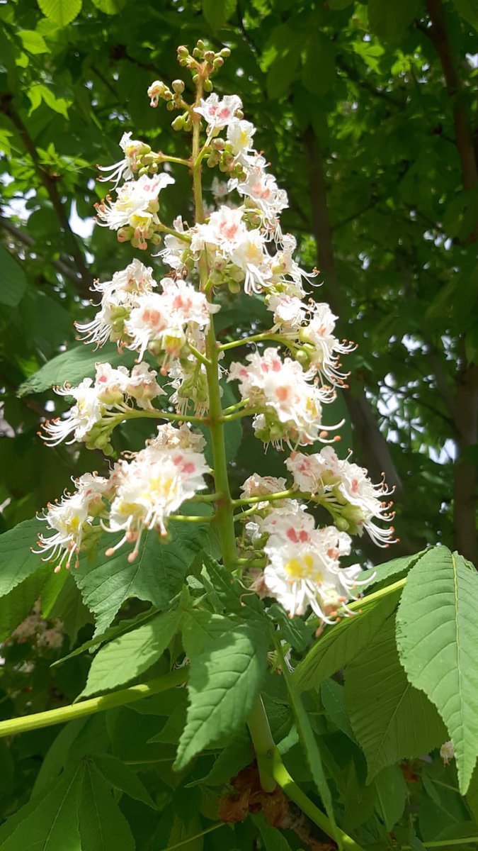 Karmaşanın dışında sadeliği bulun.
Uyuşmazlıktan uyumu bulun.
Fırsatlar zorlukların tam ortasındadır.

#nature #flowers #spring #love 
Albert Einstein