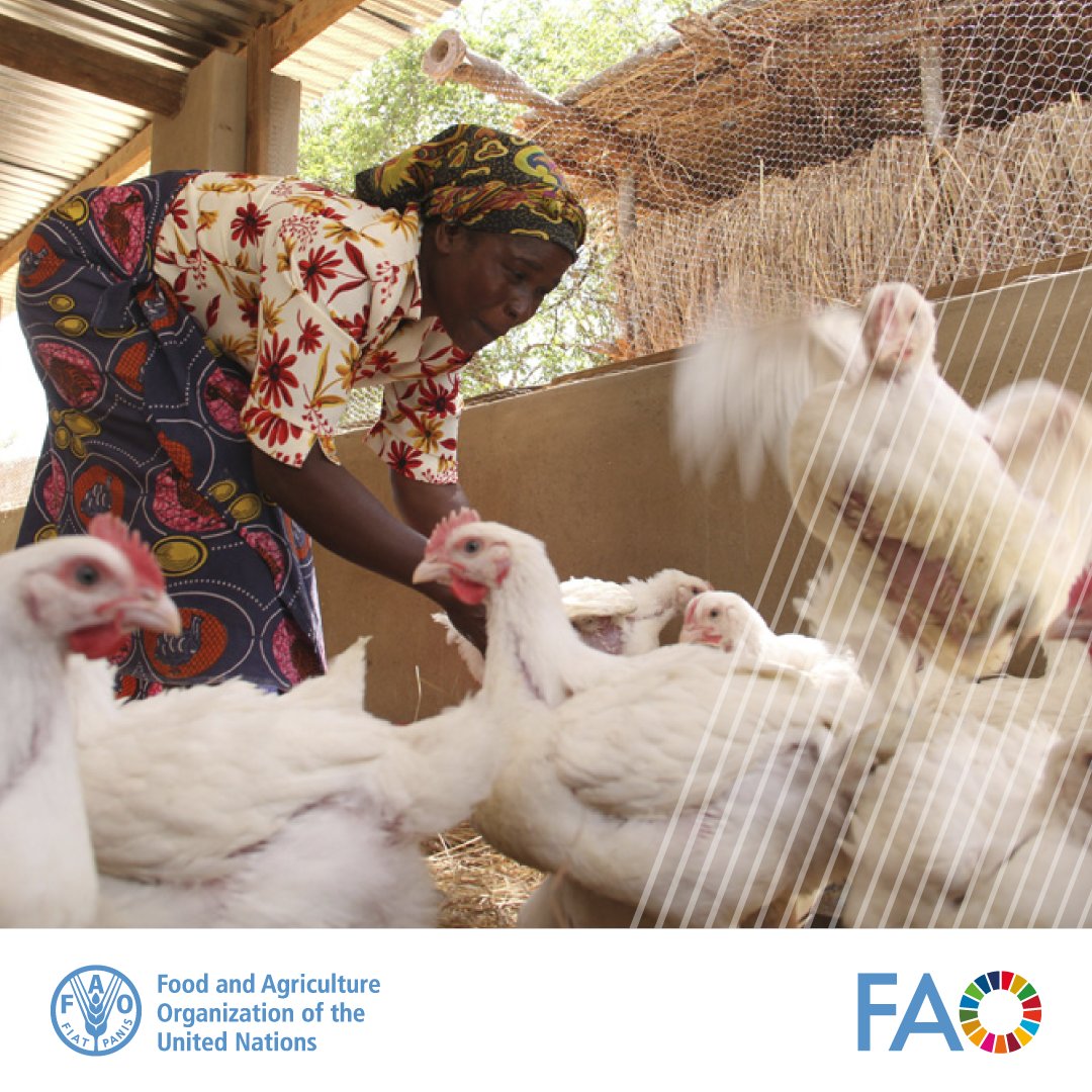 #Poultry can help provide affordable proteins & micronutrients to the undernourished, improve food security & public health and help mitigate climate change (as poultry systems can be environmentally friendly). 🦃 How often do you consume eggs and poultry meat? Let us know 👇