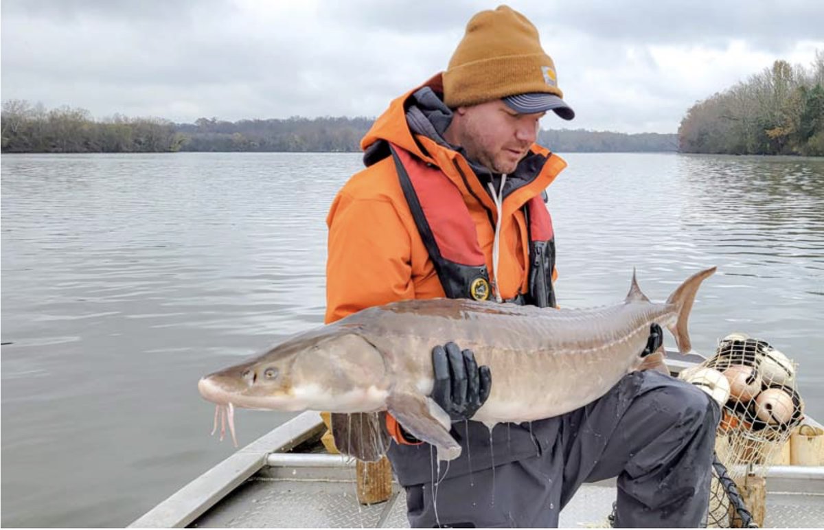 Our zoologists are back for the yearly lake sturgeon survey! 🔍🐟 The team searched for the Jurassic giants and caught a 63-pound sturgeon deep along the Tennessee River! This survey is how we continue our effort to grow the population.🎣 Learn more 👉tva.me/zN1v50R9ksy