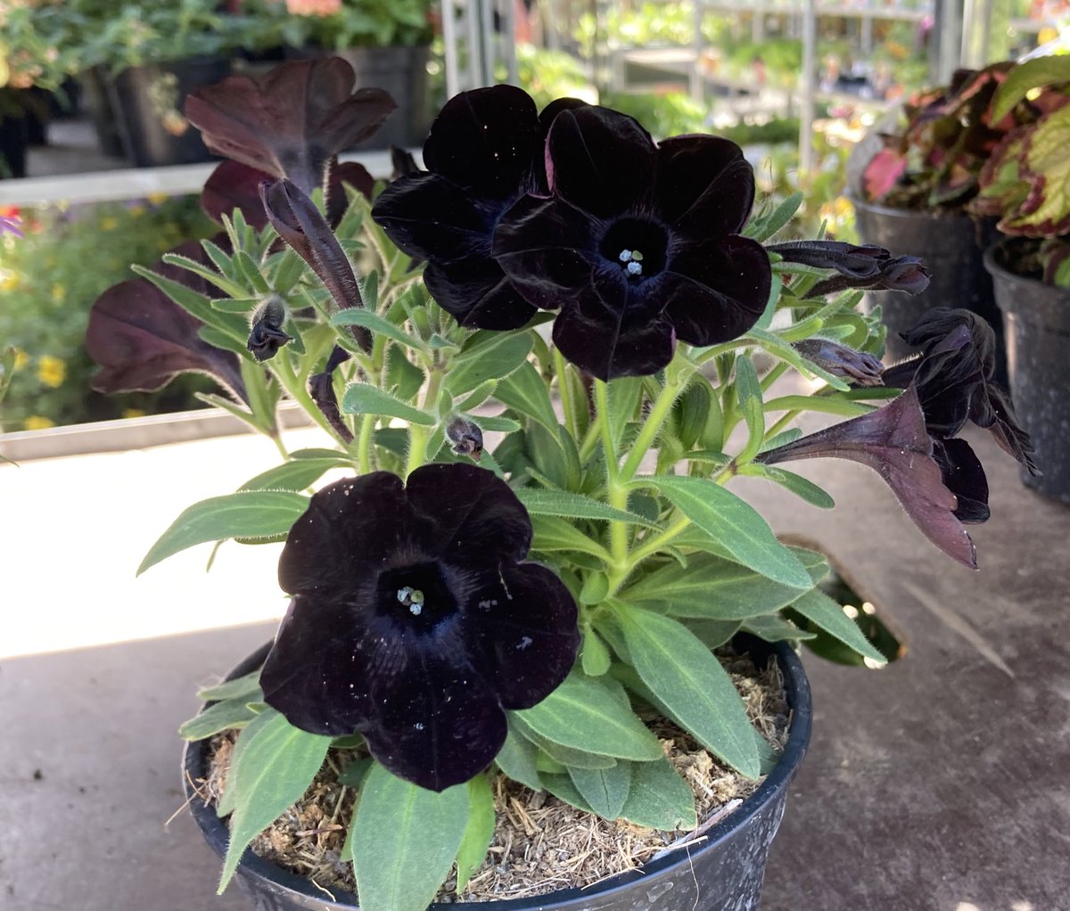 non avevo mai visto dei fiori neri sono innamorata