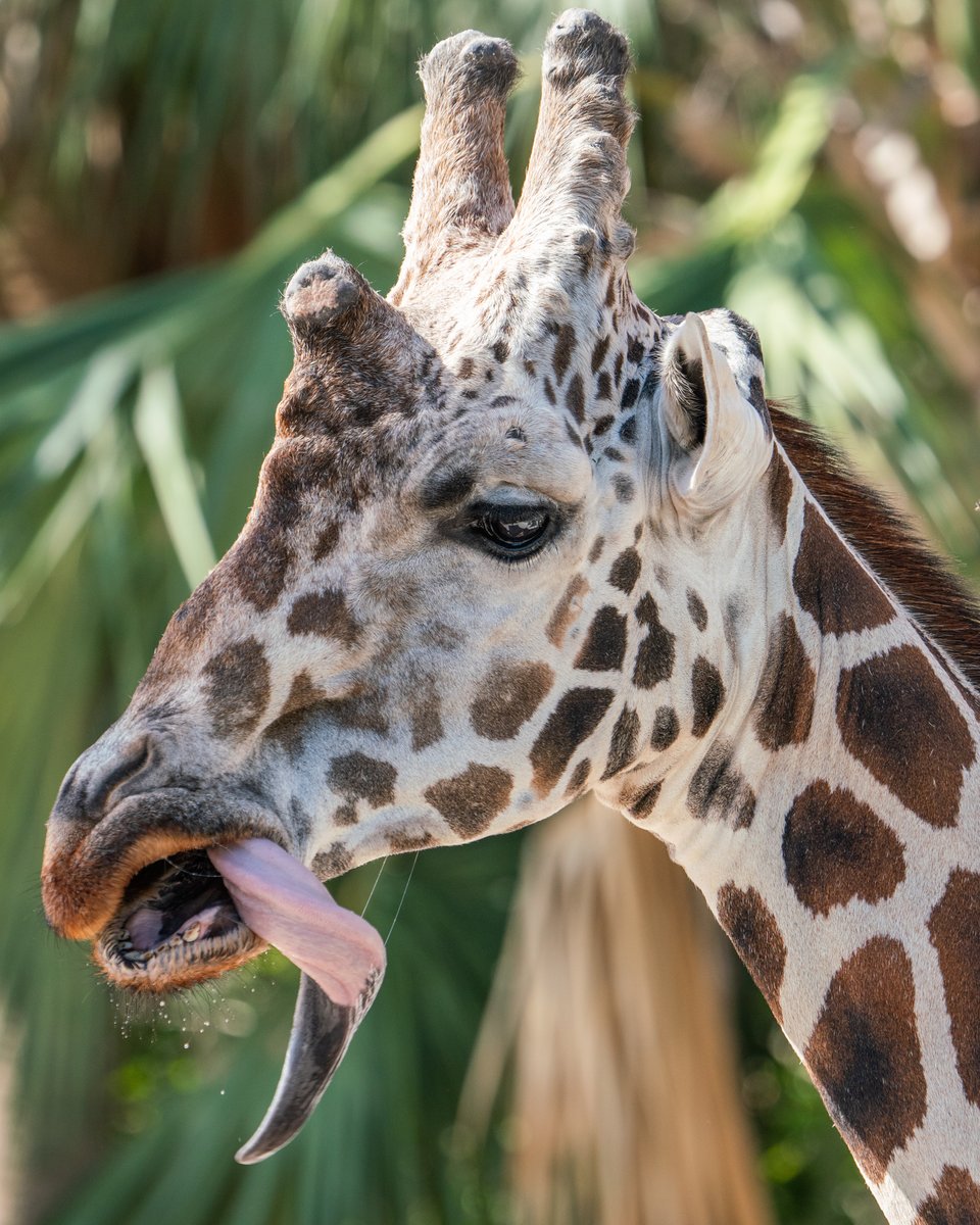 🦒 Morning tongue twister: Bolo the giraffe, gracefully grazing, garners gleeful gazes from the gathered guests.