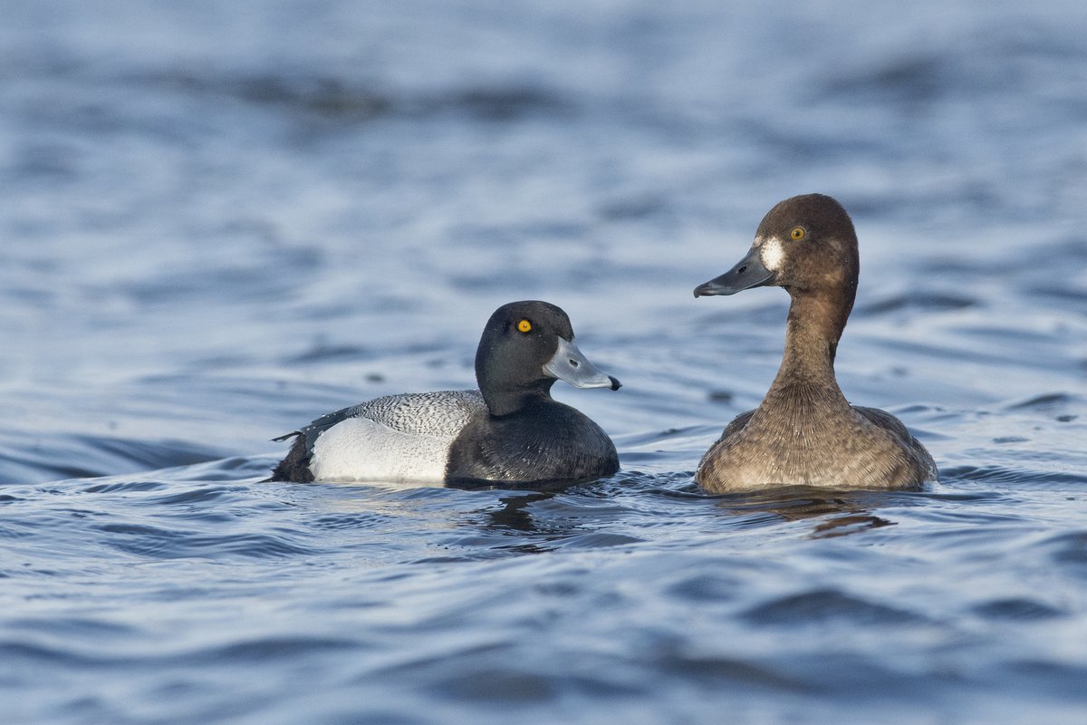 Curious about where your favourite waterfowl species migrates to during #SpringMigration? 🦆 Lesser scaup breed from Alaska, British Columbia, across the Canadian Prairies and into the northern Great Plains of the United States.