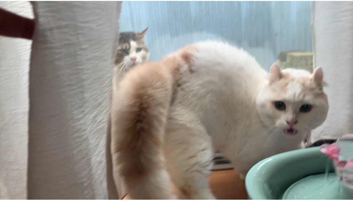 0213Apo's tweet photo. 近所の猫ちゃんにワウワウ言われてアワアワびびるルタくんと近づくアポちゃん　#キンカロー　#エキゾチックロングヘア https://t.co/1ITcHy797X