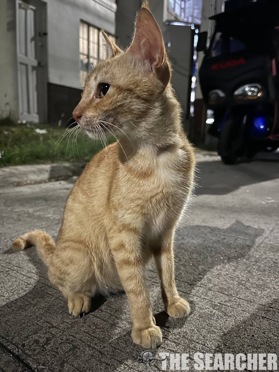 TheSearcherPUP's tweet photo. 𝙏𝙝𝙚 𝟯𝟬𝙩𝙝 𝙤𝙛 𝘼𝙥𝙧𝙞𝙡 𝙞𝙨 𝙩𝙝𝙚 𝙥𝙪𝙧𝙧-𝙛𝙚𝙘𝙩 𝙙𝙖𝙮 𝙩𝙤 𝙘𝙚𝙡𝙚𝙗𝙧𝙖𝙩𝙚 𝙤𝙪𝙧 𝙩𝙖𝙗𝙗𝙮 𝙗𝙖𝙗𝙞𝙚𝙨! https://t.co/Wkx7qILj6X