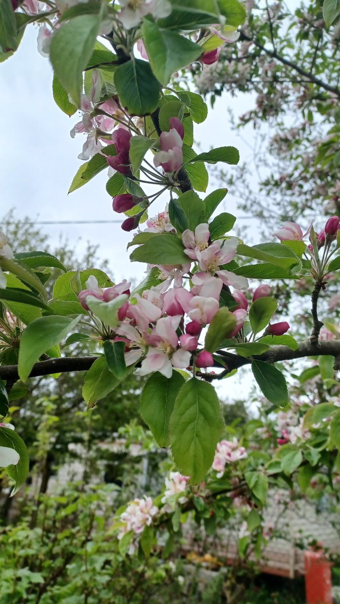 Crab apple blossom, full of fuzzy bumblebees