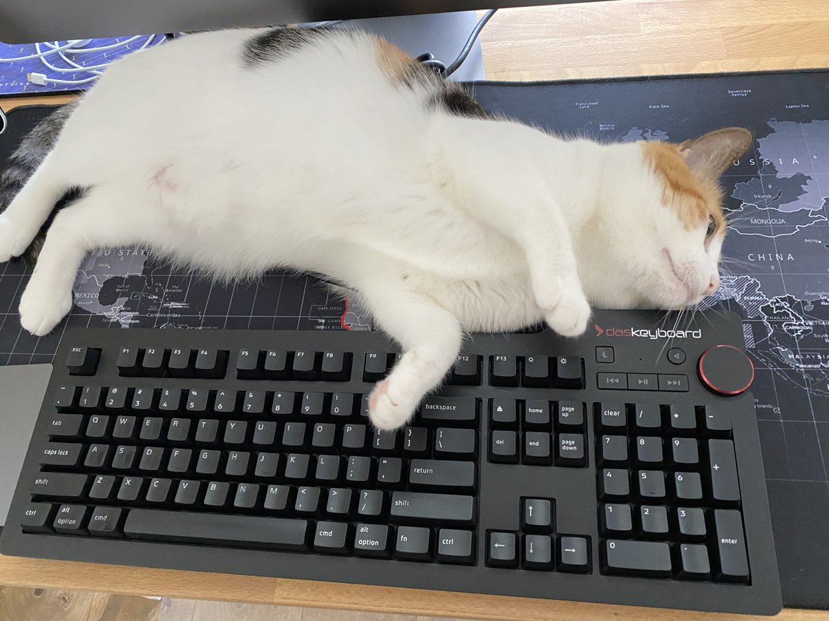 “This belly isn’t going to rub itself.” Share your kitty, or check out our 404 page for more kats on keyboards. Share here: daskeyboard.com/katsonkeyboards
#KatsOnKeyboards #CatsOnKeyboards #KeyboardCat #CatKeyboard #mechanicalkeyboard