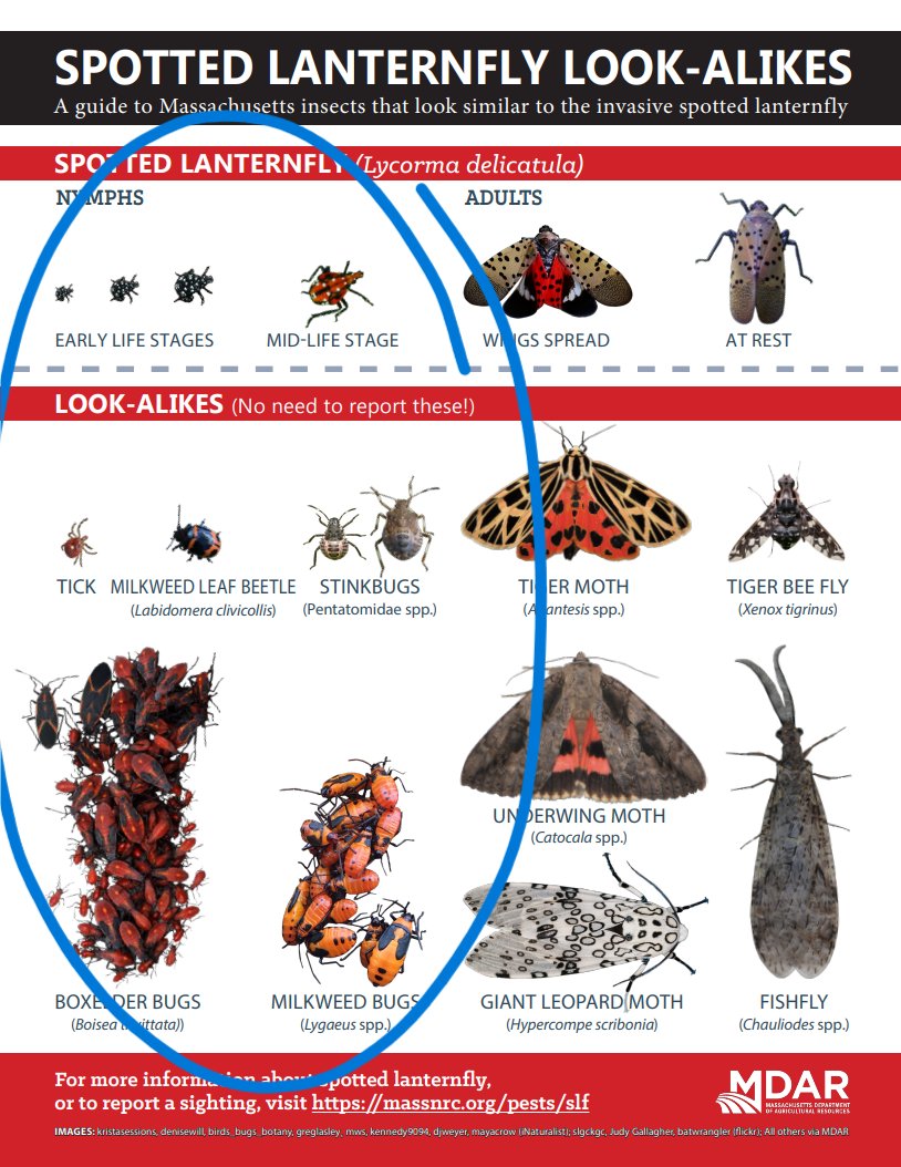 Appearance of spotted lanternfly nymphs is approaching here in Illinois. Do you know what you're looking for? Please report suspects to lanternfly@illinois.edu
