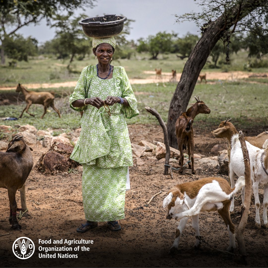 Pastoralism is a way of raising livestock that requires few fossil inputs & bought feed, yet important traditional ecological knowledge.

Its inner capacity to adapt to environmental variability through livestock mobility makes pastoralism a resilient practice to #climatechange.