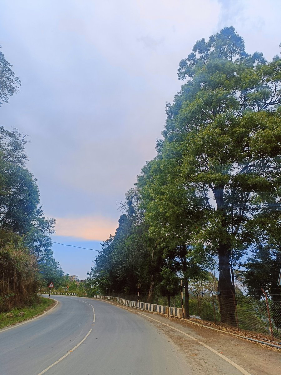 This mighty Oak tree stands tall, untouched by the road expansion. 🌲 #phek 📍