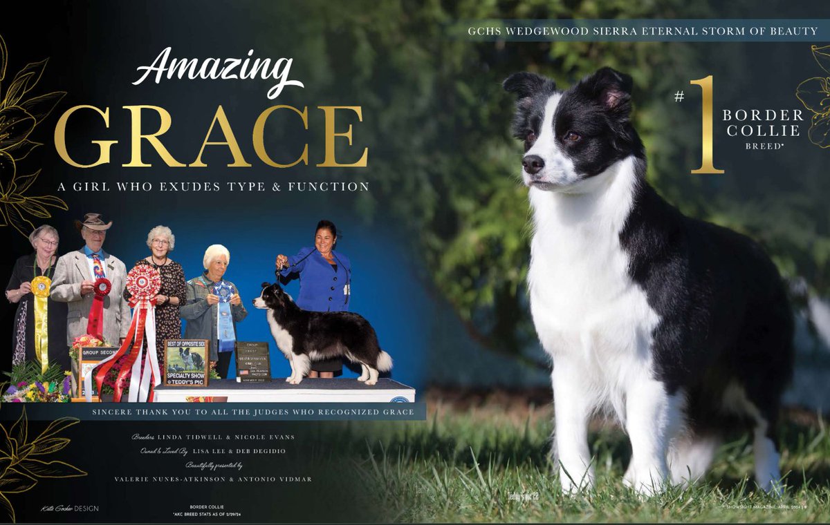 GCHS WEDGEWOOD SIERRA ETERNAL STORM OF BEAUTY

Amazing Grace⭐

t.ly/PRcry
showsightmagazine.com/border-collie-…

#bordercollie #collie #purebred #dogshow #dogshow2024 #bestinshow #bestinshowsight #showsightmag #showsightmagazine