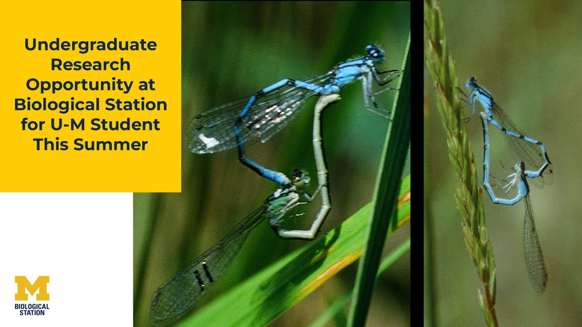 A scientist conducting research at UMBS is looking for a field assistant to work on projects involving damselflies and dragonflies from June 17 to July 17, 2024. Project description and how @UMich undergraduate students can apply: myumi.ch/8rJ9R