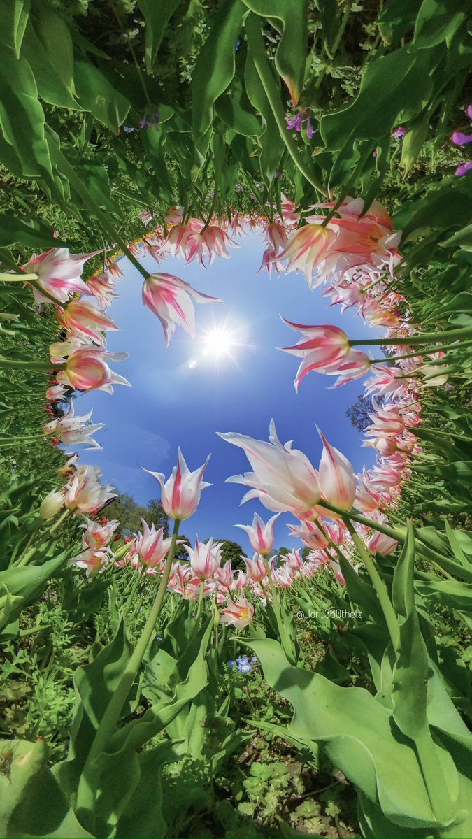 Star-shaped tulips shining under the blue sky.✨🌷✨🌷✨🌷

#theta  #ricohtheta  #theta360  #tinyplanet   #360photo #tulip #tulips #チューリップ
#thetaのある生活 　 
@panophotos