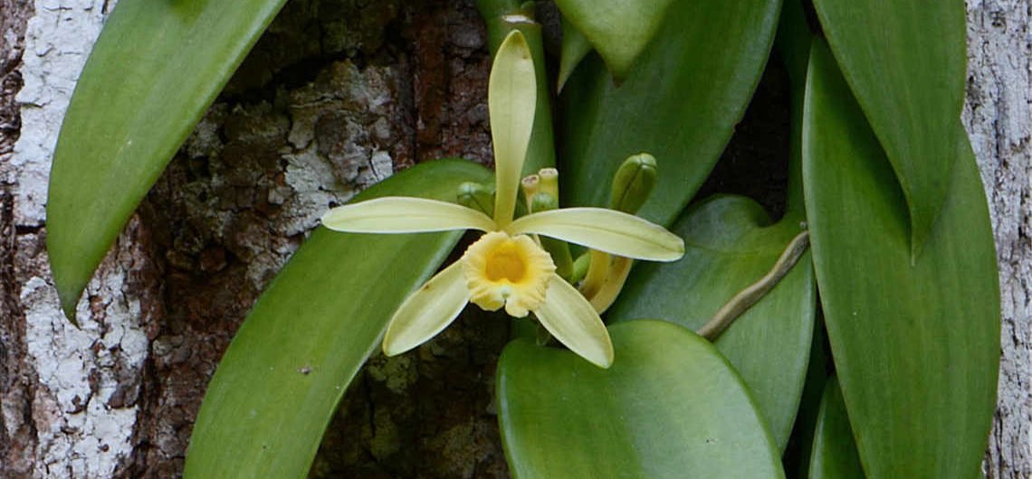 VANİLYAÇİÇEĞİ=Vanilya bitkisi, en büyük ve en eski bitki familyalarından biri olan Orchidaceae'ye (Salepgiller) ait. Sıcak ve tropikal iklimleri seven bitki bugün Meksika, Madagaskar, Cava ve Antillerde yetişiyor; Karayiplerden Ekvator'un Pasifik kıyılarına kadar uzanan bir 👉