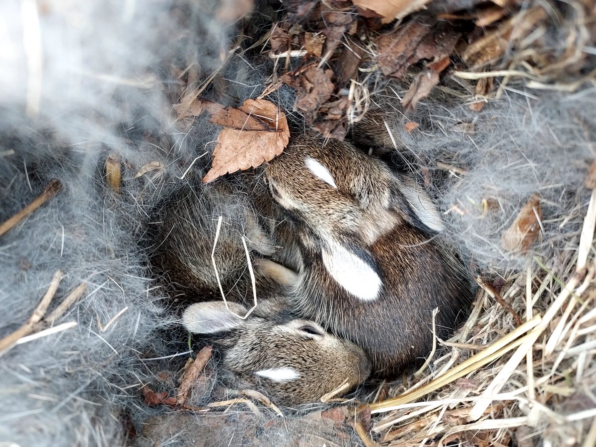 The bunnies opened their eyes! Stay tuned for #cuteness updates. #babybunnies #InMyBackyard #cute #rabbits