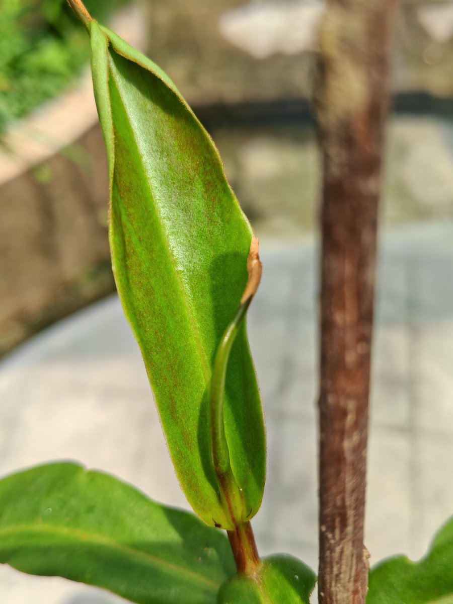 Stsihom's tweet photo. 感觉它应该被我治好了？🧐
目前新的叶片没有出现明显的畸形了。
并且也没有出现奇怪的伤痕了。
我使用了“过氧化氢”进行杀菌，再使用了“苦楝油”杀虫，结果好像意外治好了！
但我还是不清楚具体是什么导致它曾经畸形。
#食虫植物 #CarnivorousPlants #猪笼草 #Nepenthes https://t.co/1LSRdKlMug