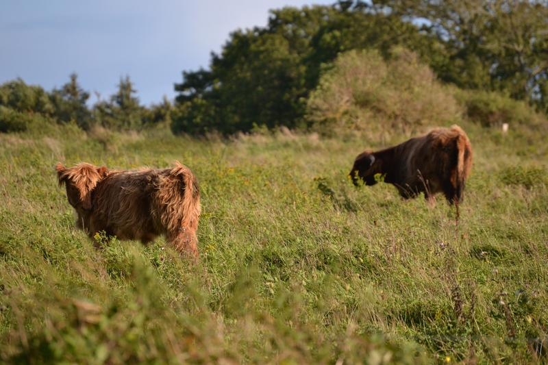 Extensive Beweidung: gut für die lokale Biodiversität, aber herausfordernd für Landnutzer
Ein Forschungsteam unter Leitung des Deutschen Zentrums für integrative Biodiversitätsforschung (iDiv), der Universität Leipzig und des Helmholtz-Zentrums...
nachrichten.idw-online.de/2024/04/30/ext…