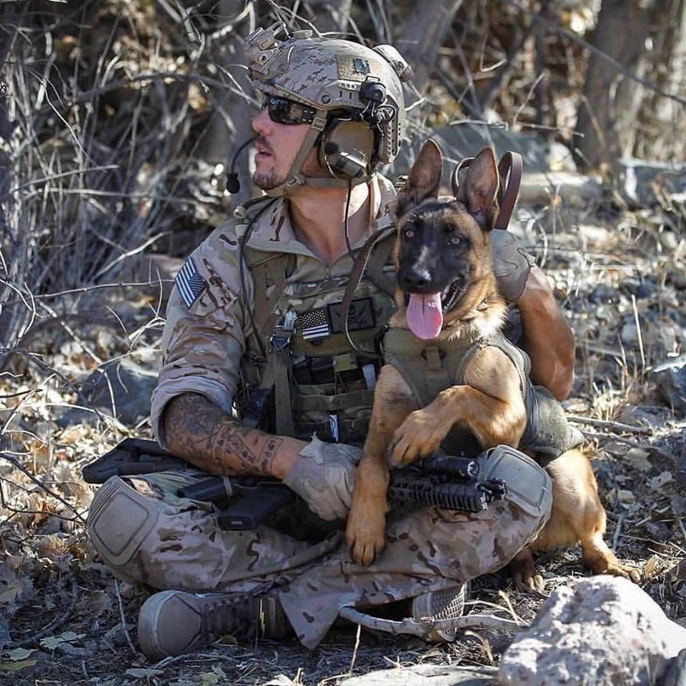 𝕏 Dogs tweet media