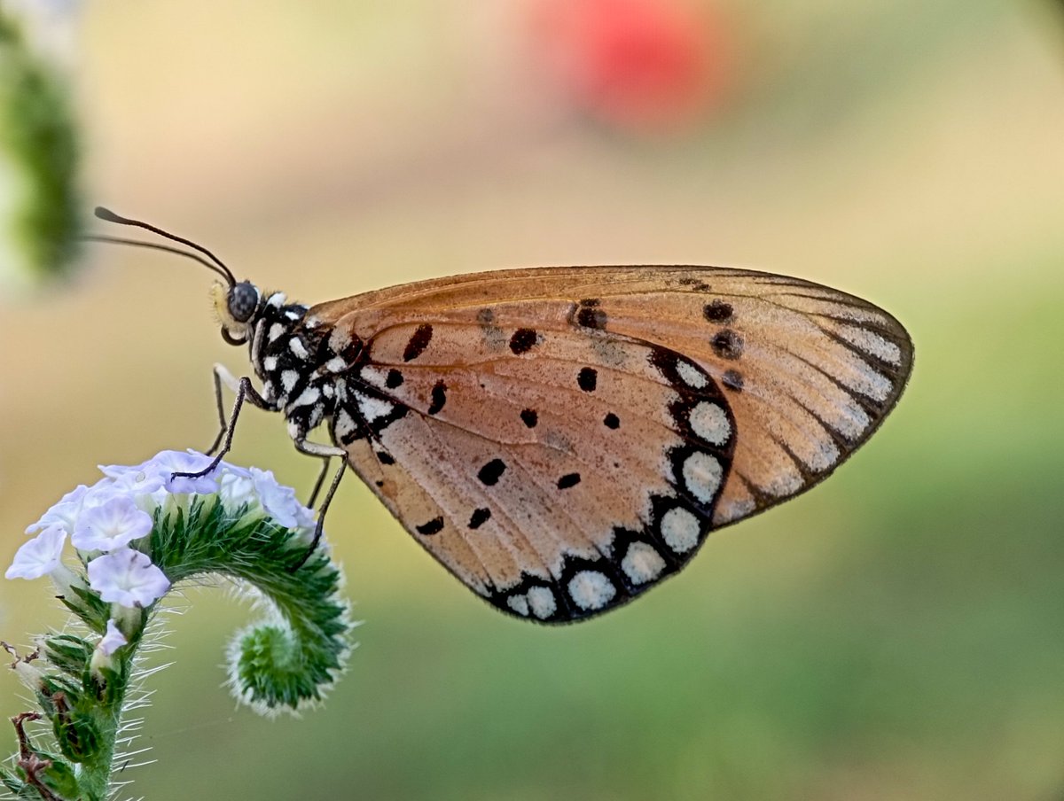 Acraea butterfly

#macro #macrophotography #nature
